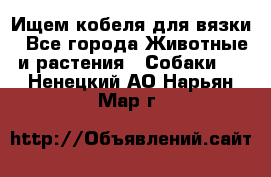 Ищем кобеля для вязки - Все города Животные и растения » Собаки   . Ненецкий АО,Нарьян-Мар г.